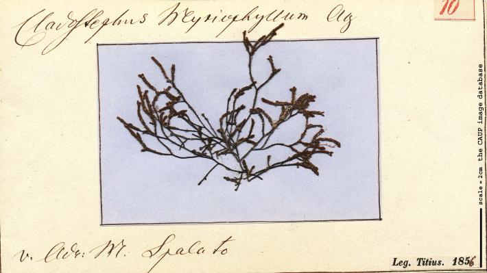 Cladostephus myriophyllum 10.jpg